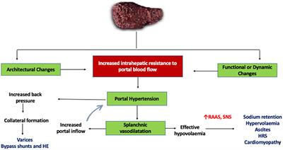 Pathophysiology and management of liver cirrhosis: from portal hypertension to acute-on-chronic liver failure